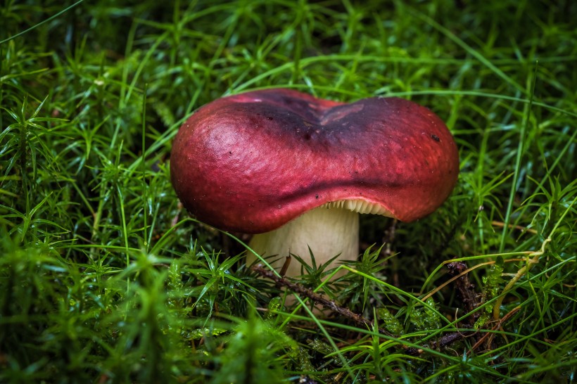 蘑菇图片(28张)