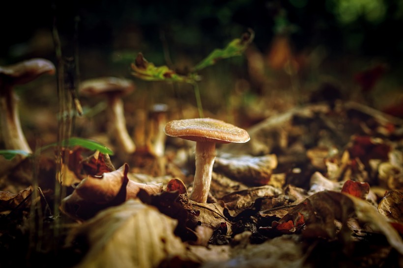 蘑菇图片 (8张)