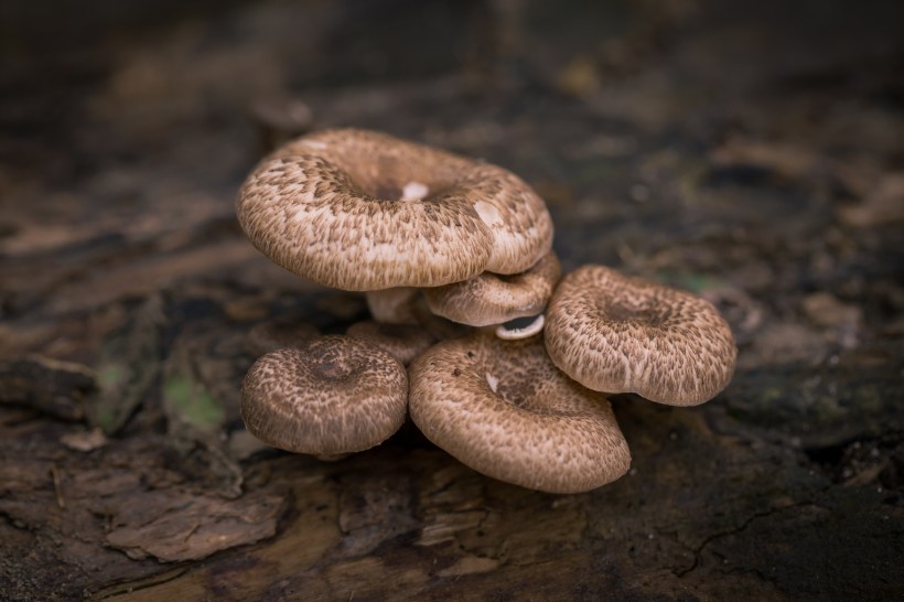 蘑菇图片 (8张)