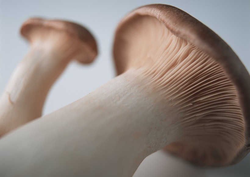 蘑菇图片(14张)