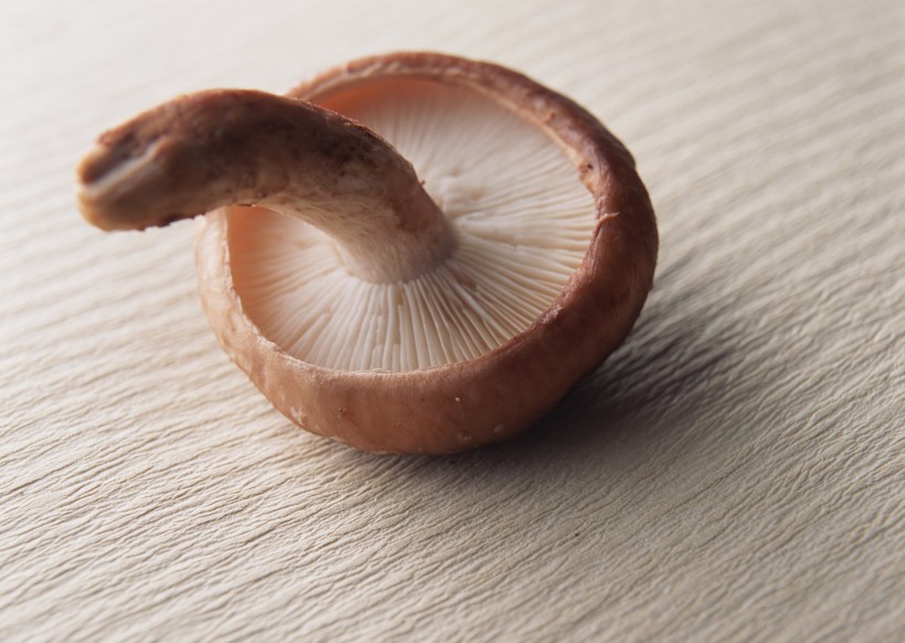 蘑菇图片(14张)
