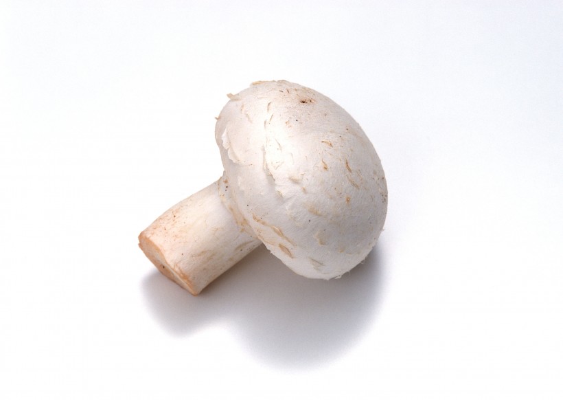 蘑菇香菇菌类蔬菜图片(16张)