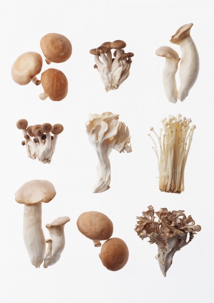 蘑菇香菇菌类蔬菜图片(16张)