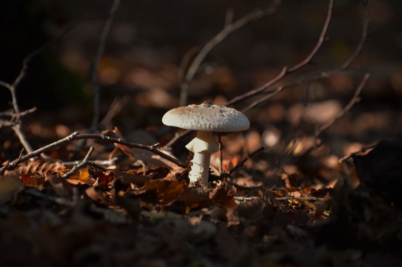 生长在地上的蘑菇图片(15张)