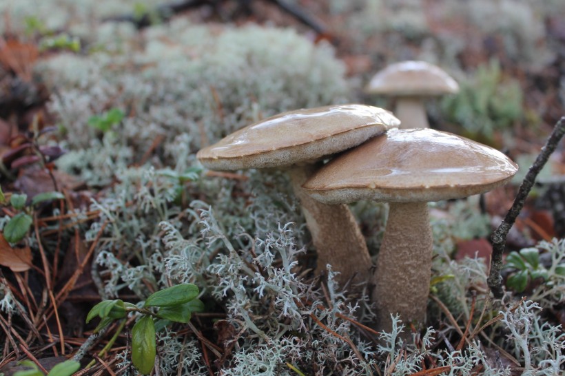 生长在地上的蘑菇图片(15张)
