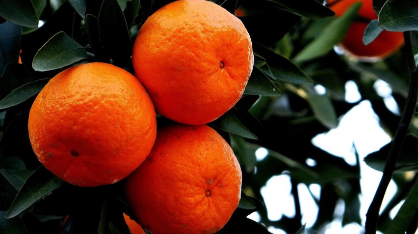 橘子图片(6张)