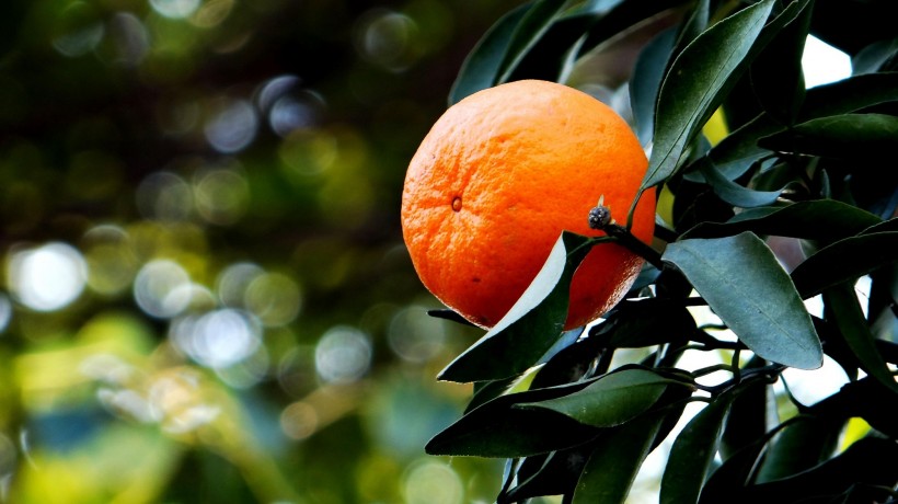 酸甜可口的橘子图片(16张)