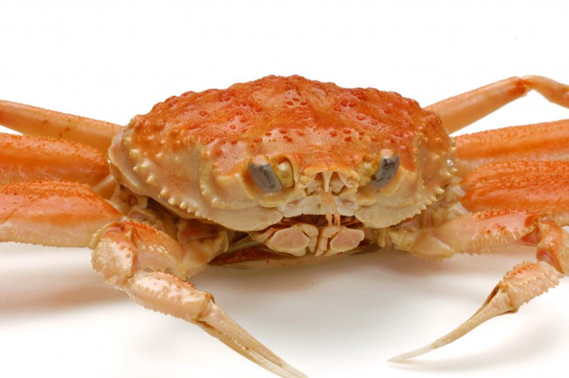 美味的螃蟹大餐图片(13张)