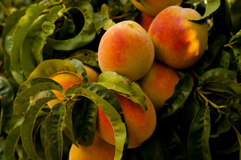 美味的桃子图片(11张)
