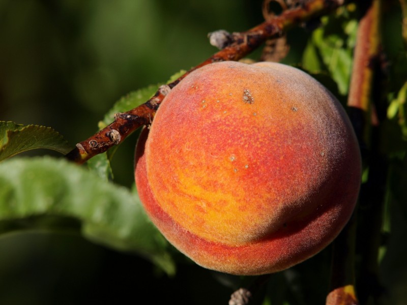 美味的桃子图片(11张)
