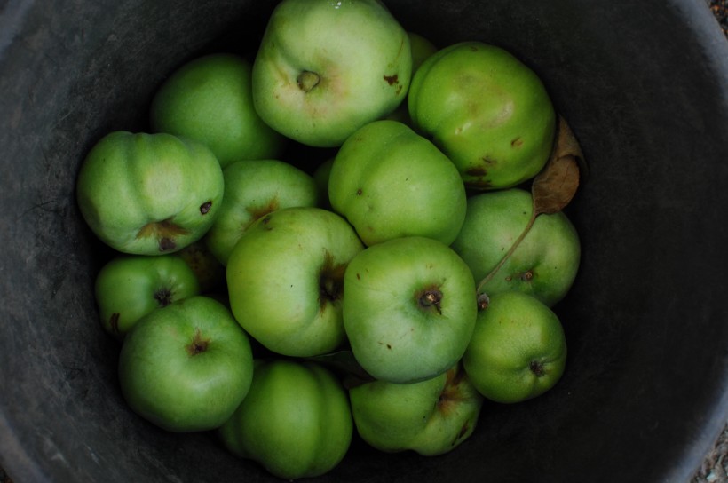 酸酸的青苹果图片(30张)