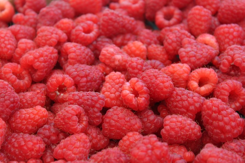 红色树莓图片(9张)
