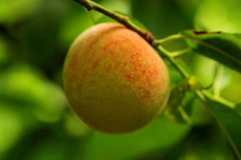 树上的桃子图片(7张)