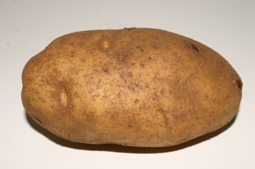 土豆高清图片(17张)