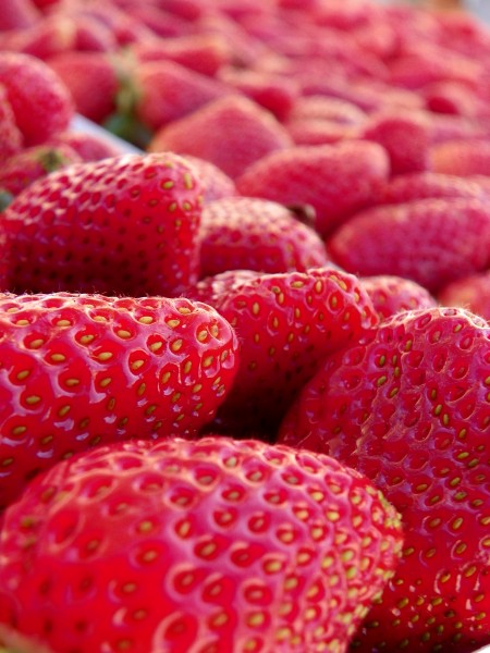 未成熟的草莓图片(13张)