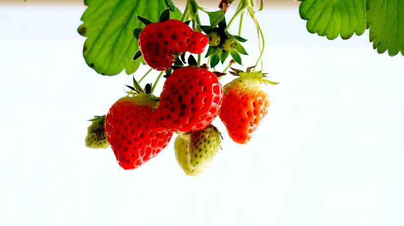 未成熟的草莓图片(13张)