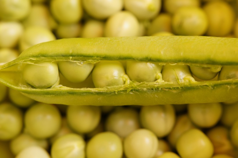 绿色营养的豌豆图片(8张)