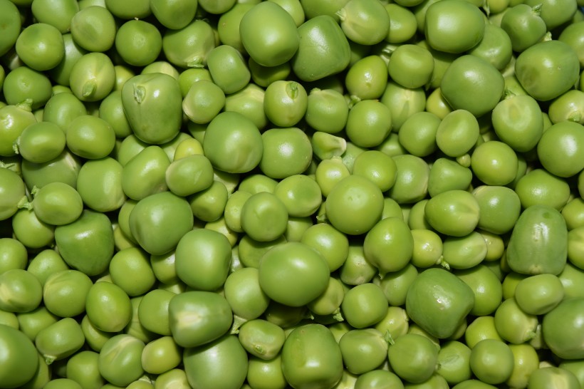 绿色的豌豆图片(21张)