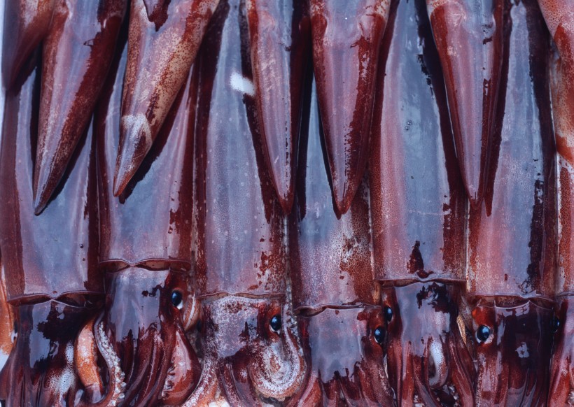 海鲜食材乌贼的图片(15张)