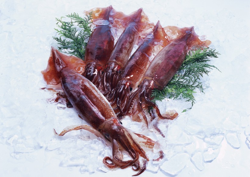 海鲜食材乌贼的图片(15张)