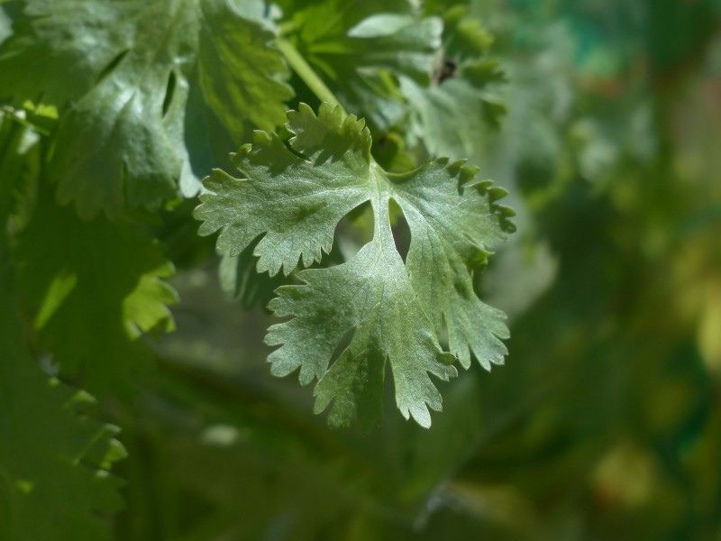 绿油油的香菜图片(12张)