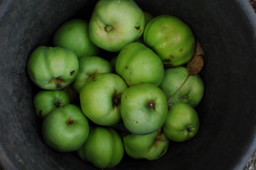 香甜营养的苹果图片(10张)