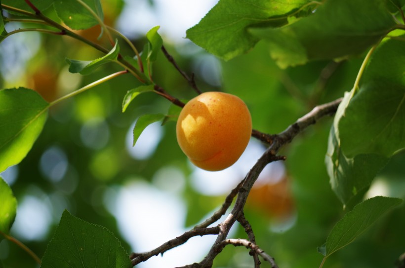 黄澄澄的杏子图片(10张)