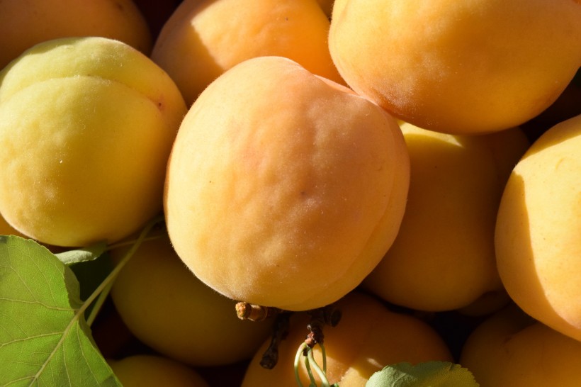 黄澄澄的杏子图片(10张)