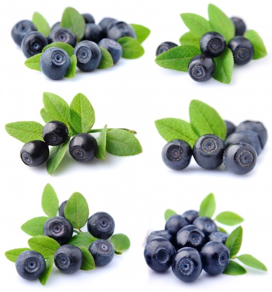 新鲜欲滴的蓝莓图片(14张)
