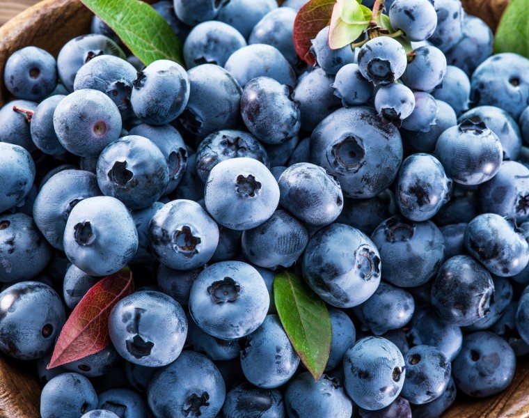新鲜的蓝莓图片(13张)