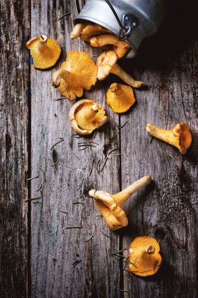新鲜的蘑菇图片(10张)