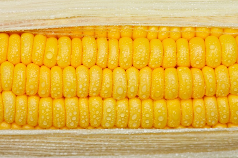 新鲜的嫩玉米图片(14张)