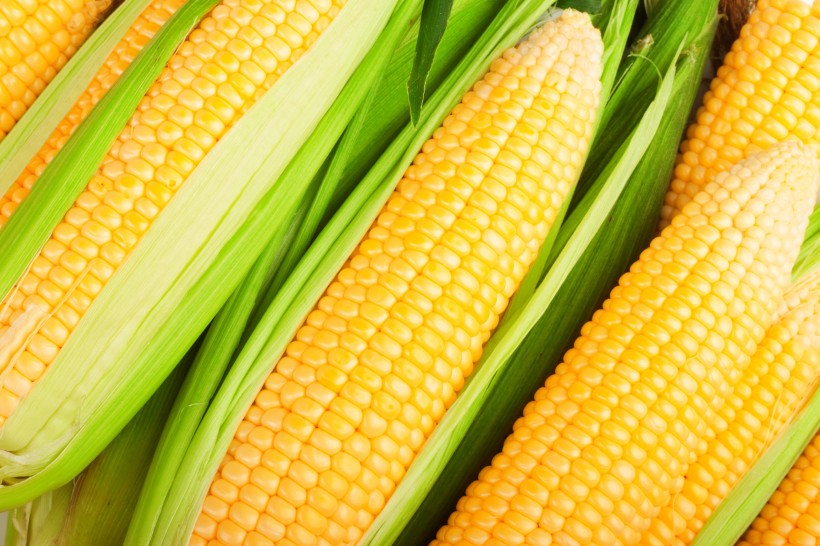 新鲜的嫩玉米图片(14张)