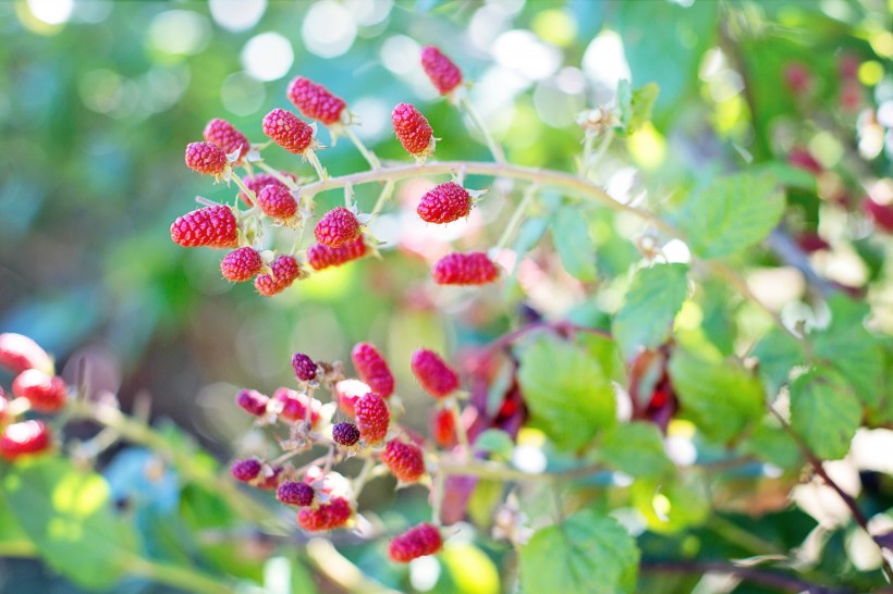 新鲜的树莓图片(10张)