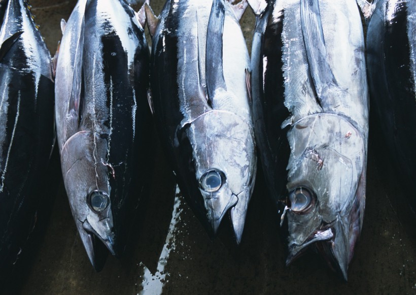 新鲜渔获图片(125张)