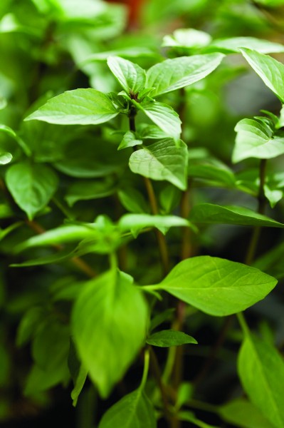 新鲜栽培蔬菜图片(28张)