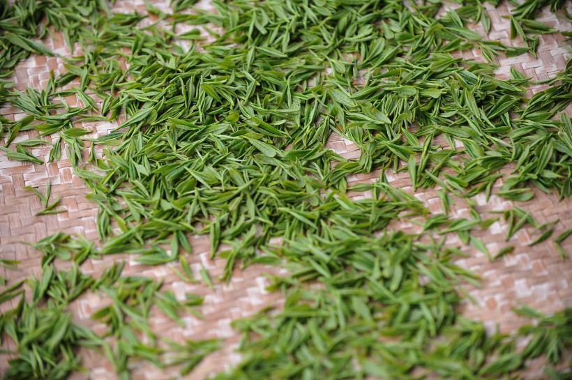 新鲜的茶叶嫩叶图片(10张)