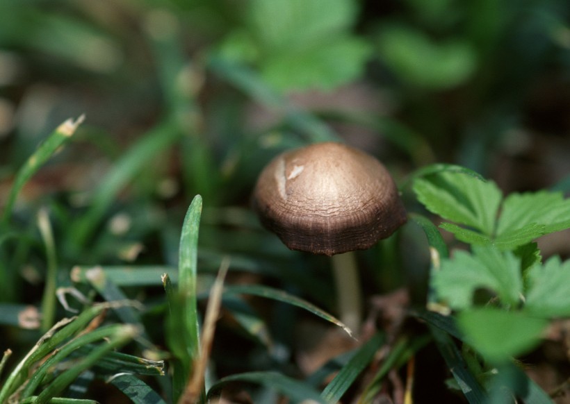 野生蘑菇图片(11张)