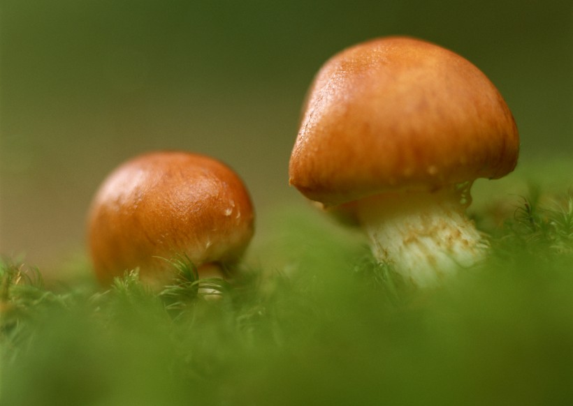 野生蘑菇图片(11张)