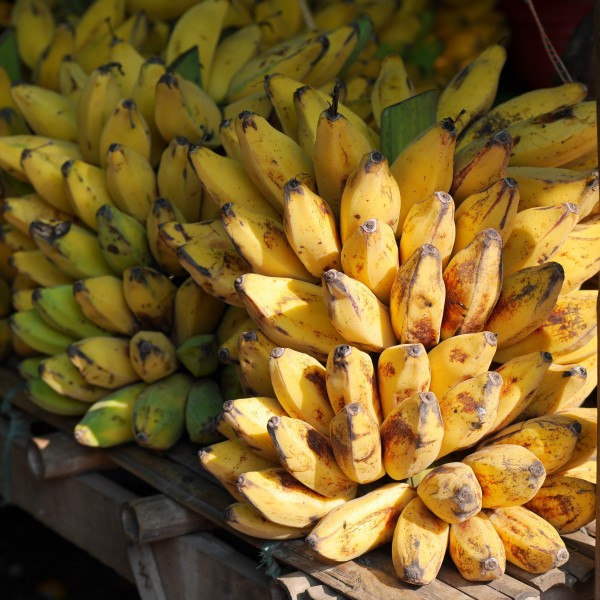 一串串的香蕉图片(10张)