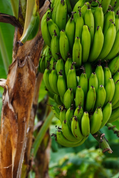 一串串的香蕉图片(10张)