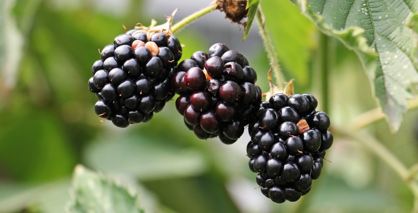 营养丰富的黑莓水果图片(12张)