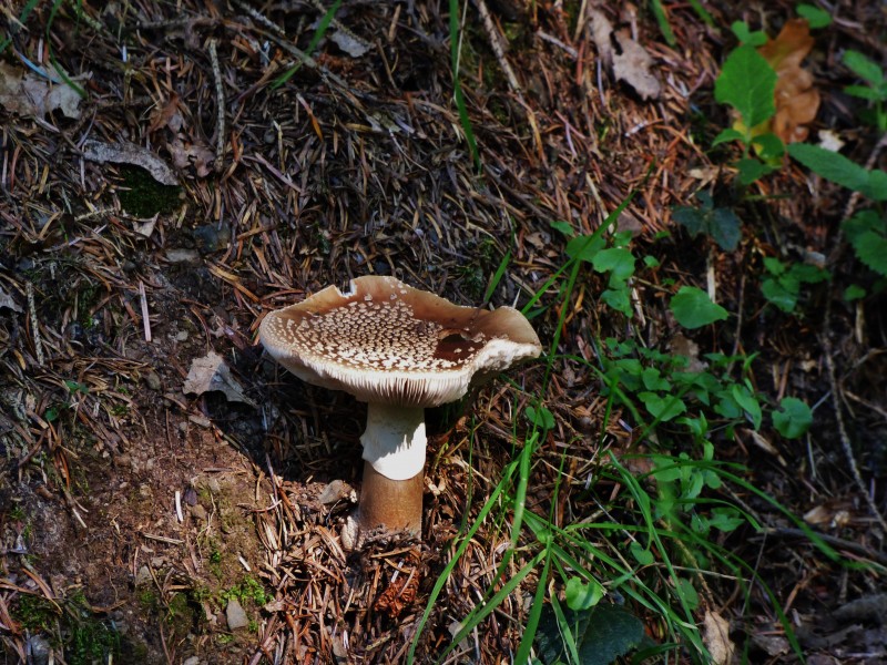 生长在地上的一只蘑菇图片(16张)