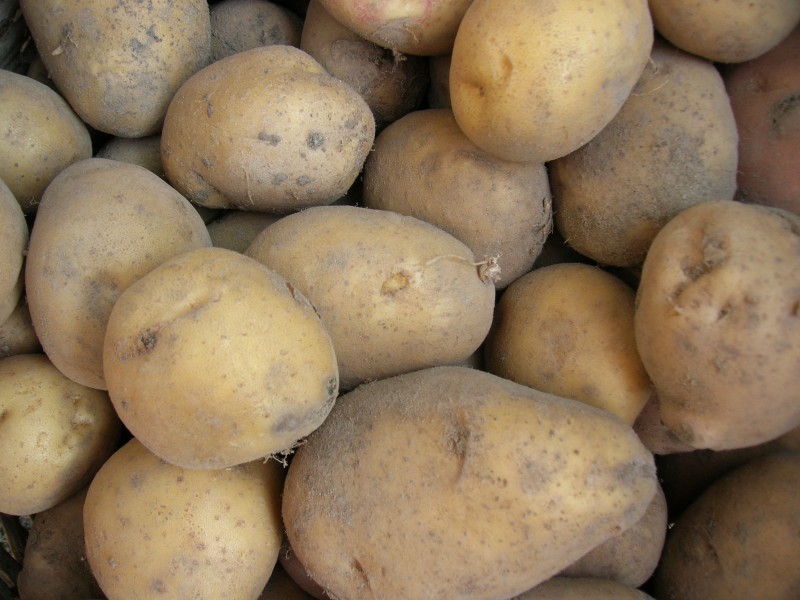 有营养的土豆图片(13张)