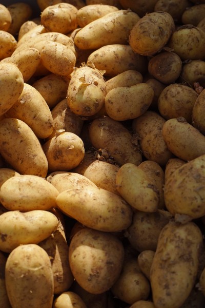 有营养的土豆图片(13张)