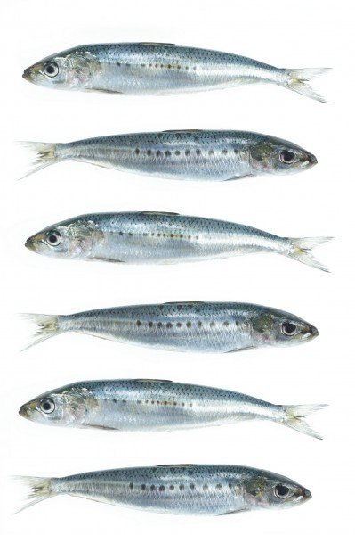 鱼类背景图片(7张)