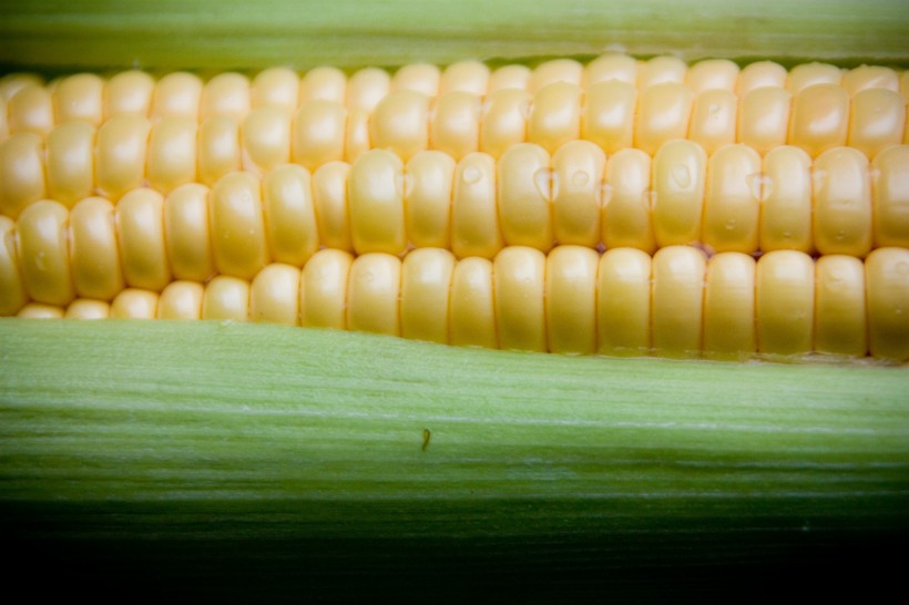 玉米图片(12张)