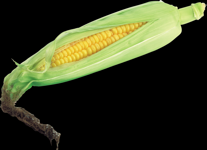 玉米透明背景PNG图片(15张)