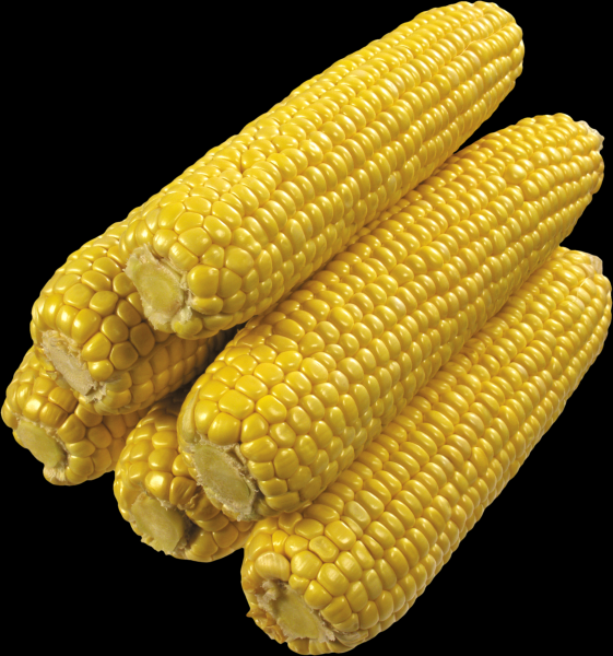 玉米透明背景PNG图片(15张)