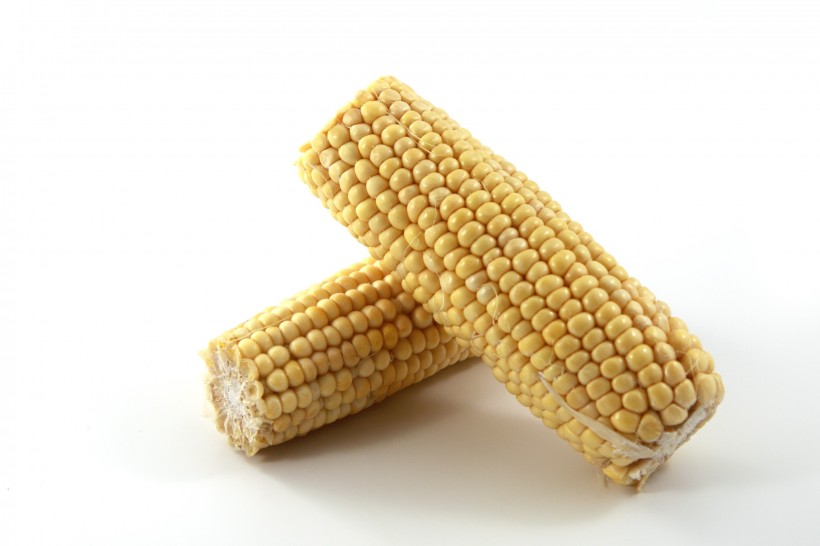 金黄的玉米图片(33张)